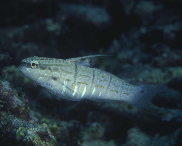 Amblygobius semicinctus